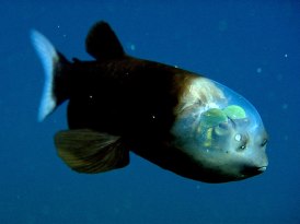 fish-with-transparent-head-barreleye-spook-fish-1